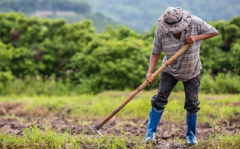TJGO reconhece impenhorabilidade de imóvel rural de 23,5 hectares e afasta exigência de unicidade patrimonial