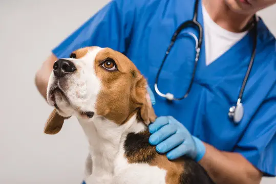 Planos de saúde para pets: entenda os direitos do consumidor em casos de negativa de atendimento