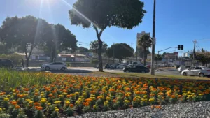 Prefeitura de Goiânia inicia mapeamento para ampliar o Projeto Florescer