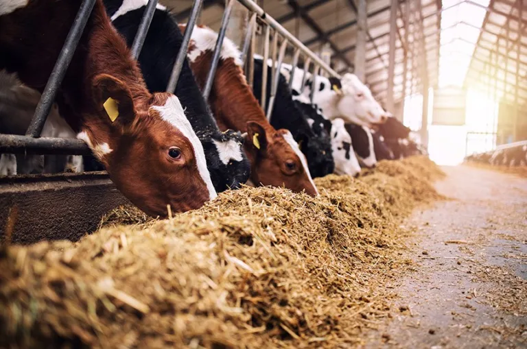 Sancionada lei que amplia os produtos em estoque público para alimentação de rebanhos