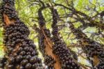Produtores rurais de Hidrolândia abrem visitas na safra da jabuticaba