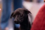 Adota Pet reúne cães e gatos para adoção no Passeio das Águas Shopping em 19 de setembro
