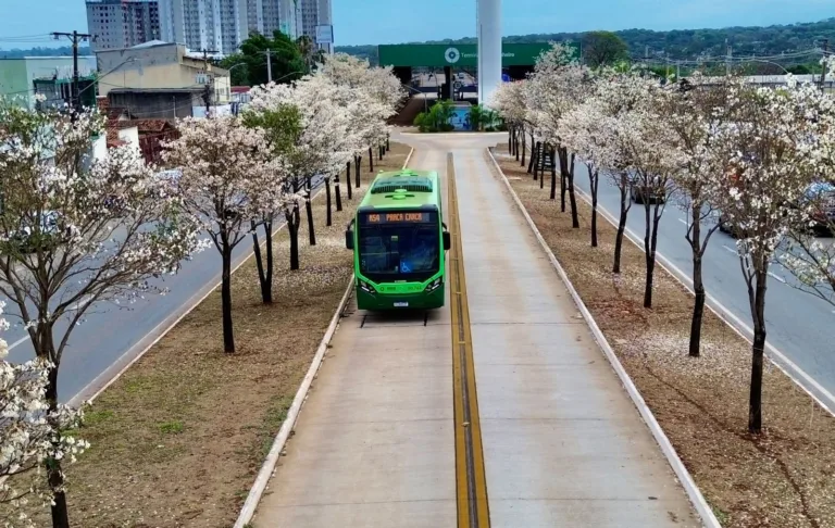 Goiânia registra florada de ipês-brancos em parques e praças durante