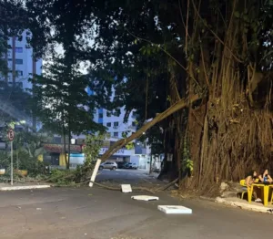 Goiânia sinaliza árvores e avalia risco após queda de galho