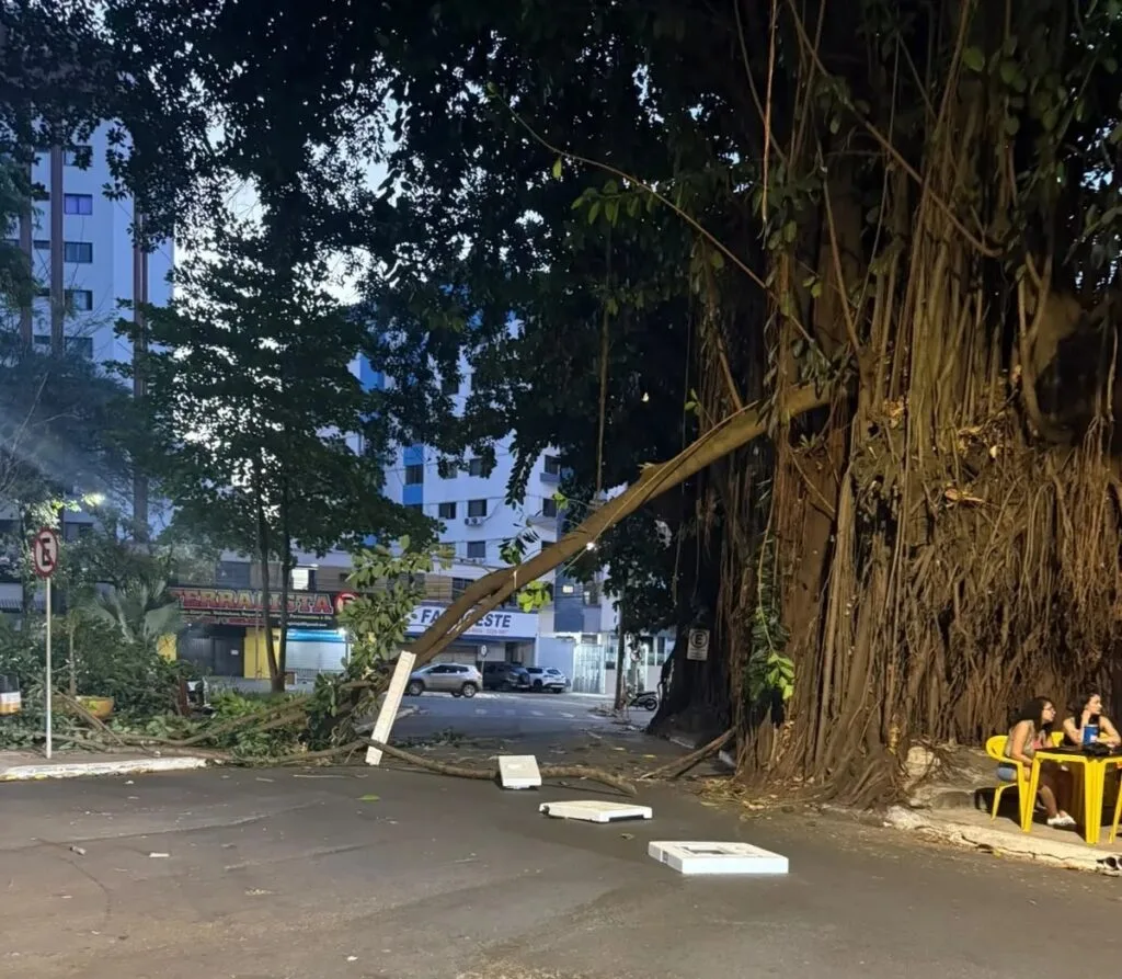 Goiânia sinaliza árvores e avalia risco após queda de galho
