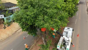 Goiânia supera 150 mil podas preventivas de árvores realizadas pela
