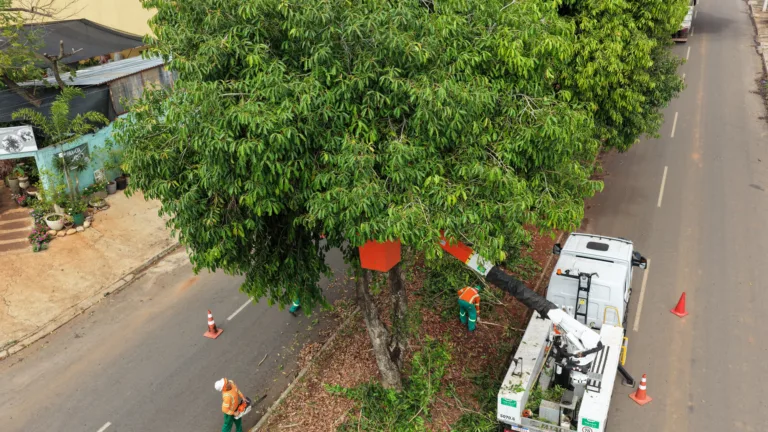 Goiânia supera 150 mil podas preventivas de árvores realizadas pela