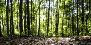 Produção florestal no país alcança recorde de R$ 47,9 bilhões em 2025