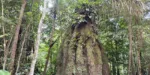 Amazonas ganha quatro reservas de desenvolvimento sustentável