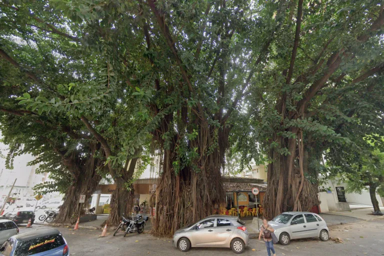 Promotora quer evitar corte de gameleiras com cerca de 68 anos em praça de Goiânia