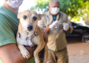 Prefeitura de Goiânia encerra campanha antirrábica com 74.715 cães e