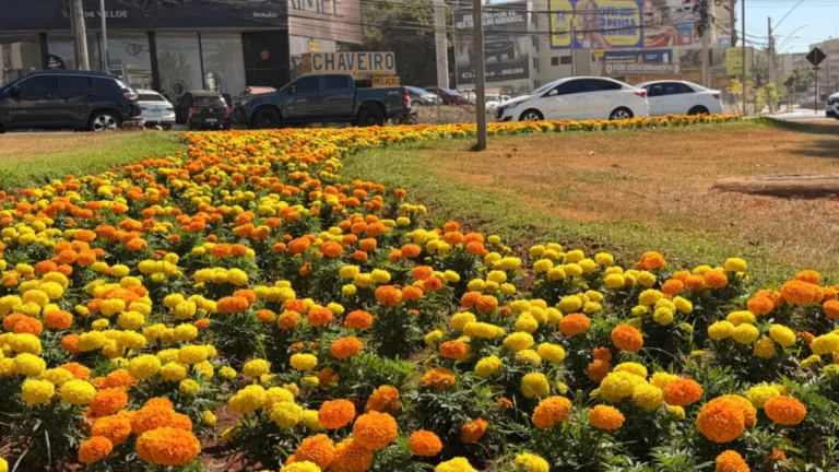 Prefeitura de Goiânia prepara solo para plantar 40 mil mudas