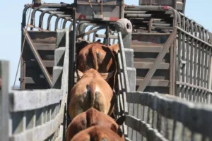 Determinado bloqueio de R$ 90 mil após produtora rural denunciar golpe na compra de 36 bovinos