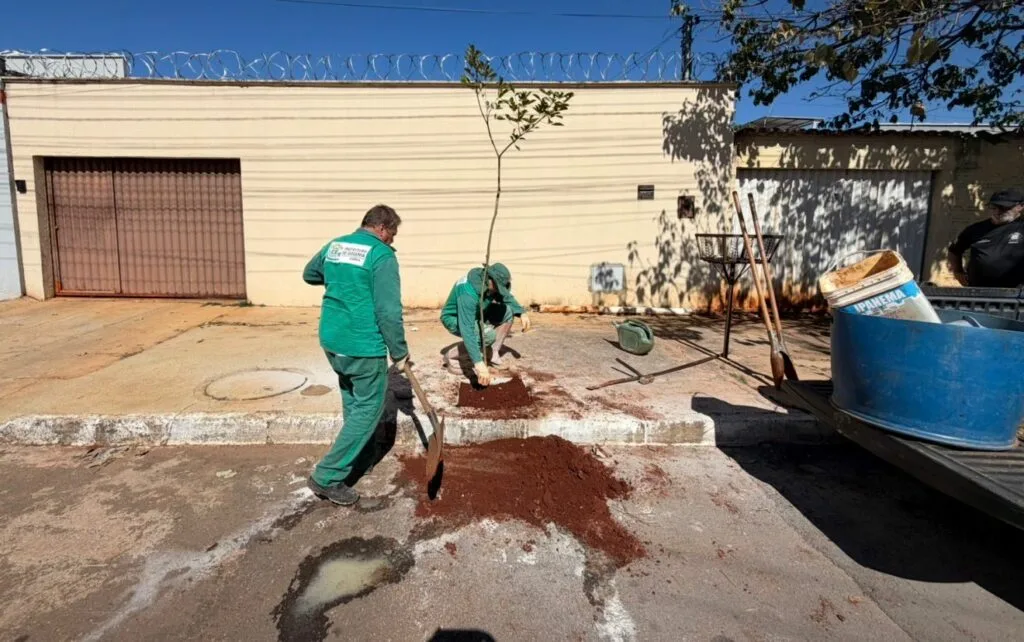 Prefeitura de Goiânia planeja plantar 25 mil árvores no período