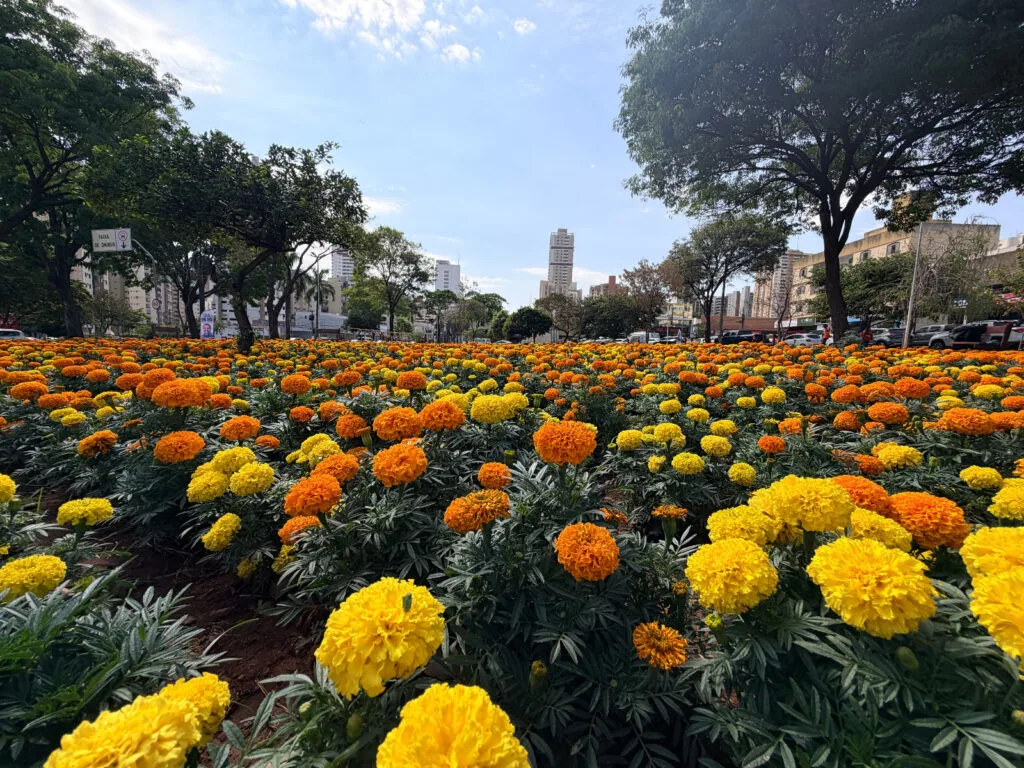 Prefeitura de Goiânia planta 123 mil mudas de flores em
