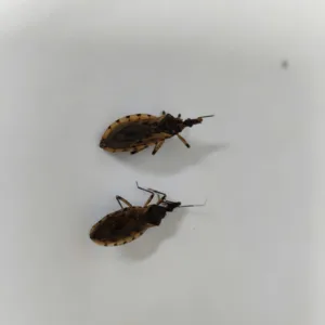 Vigilância de Goiânia orienta prevenção após identificar barbeiros que podem