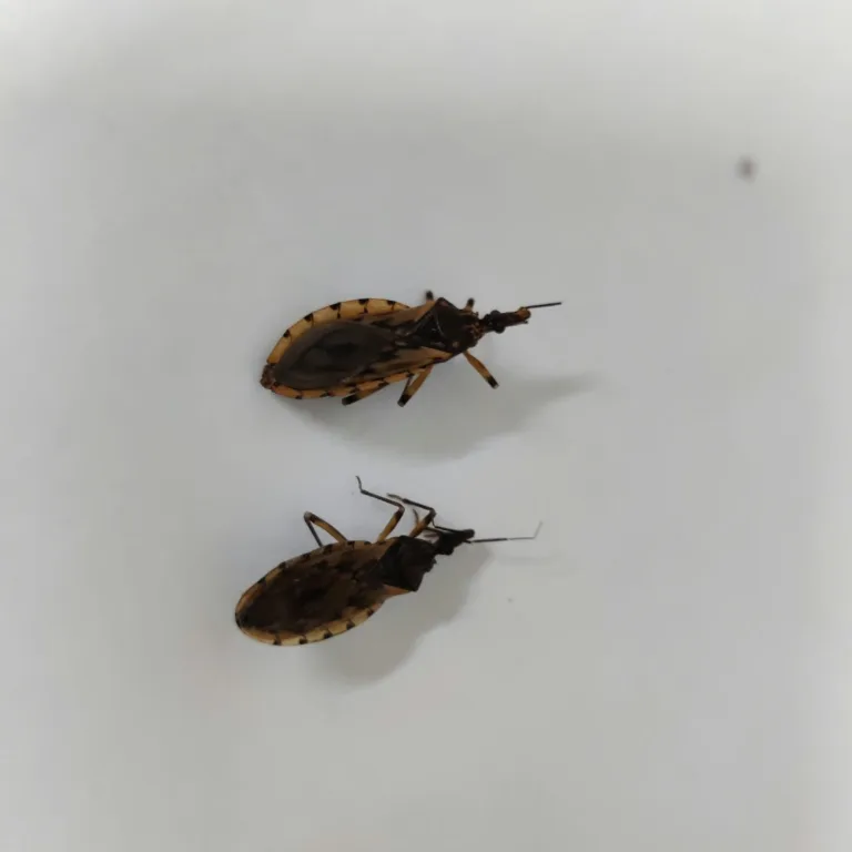 Vigilância de Goiânia orienta prevenção após identificar barbeiros que podem